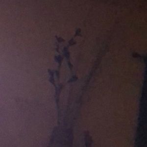 Meet your Posher, Reyna